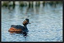 Geoorde fuut, Black-necked Grebe, Podiceps nigricollis Location: Twente, the Netherlands geoorde fuut D2 3906 kopie